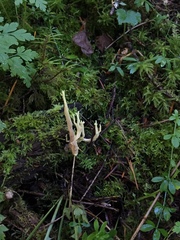 Ramaria apiculata