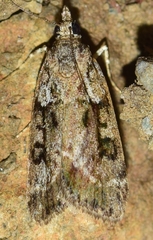 Anarpia incertalis