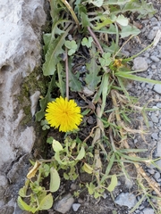 Taraxacum officinale
