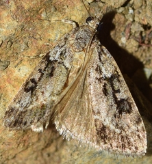 Anarpia incertalis