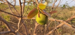 Hancornia speciosa