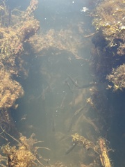 Alosa pseudoharengus