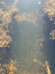 Alosa pseudoharengus