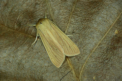 Mythimna pallens