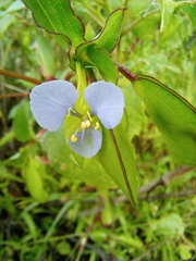 Commelina