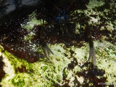 Macrobrachium acanthurus