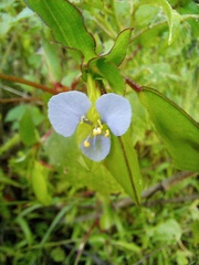 Commelina