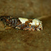 Birch Epinotia Moth - Photo (c) Michał Brzeziński, some rights reserved (CC BY-NC)