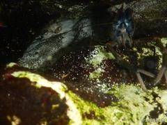 Macrobrachium acanthurus