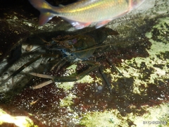 Macrobrachium acanthurus