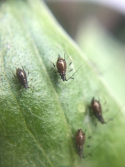 Uroleucon montanivorum