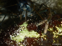 Macrobrachium acanthurus