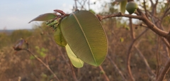 Hancornia speciosa