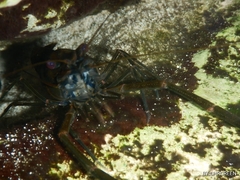 Macrobrachium acanthurus