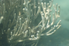 Isis hippuris