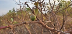 Hancornia speciosa