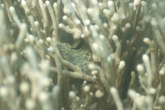 Isis hippuris
