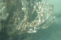 Isis hippuris