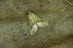 Schrankia taenialis