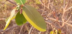 Hancornia speciosa