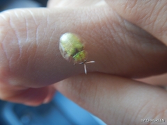 Eurypepla brevilineata