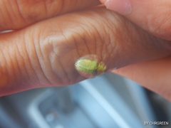 Eurypepla brevilineata