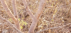 Hancornia speciosa