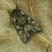 Lacanobia thalassina - Photo (c) Michał Brzeziński, alguns direitos reservados (CC BY-NC), uploaded by Michał Brzeziński