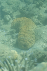 Stichopus herrmanni