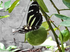 Heliconius peruvianus