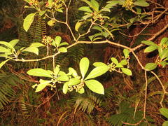 Psychotria capensis capensis