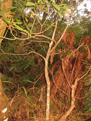 Psychotria capensis capensis