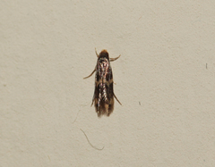 Oinophila v-flava