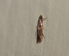 Oinophila v-flava