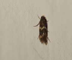 Oinophila v-flava