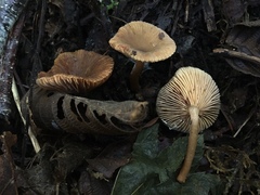 Lactarius occidentalis