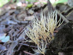 Pterula subulata