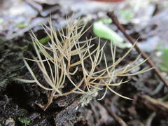 Pterula subulata