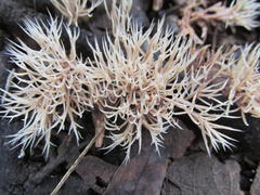 Pterula subulata
