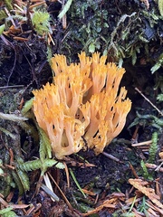 Ramaria cyaneigranosa
