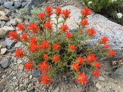 Castilleja applegatei breweri