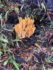 Ramaria cyaneigranosa