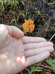 Ramaria cyaneigranosa