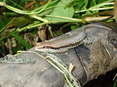Varzea altamazonica