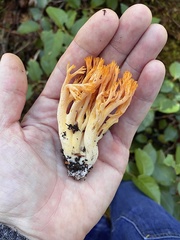 Ramaria cyaneigranosa