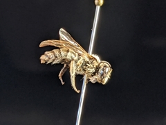 Andrena mesillae