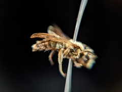 Andrena mesillae