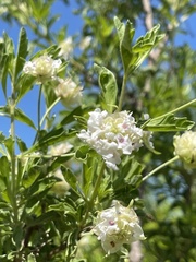 Lippia formosa