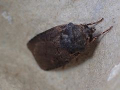 Euxoa velleripennis