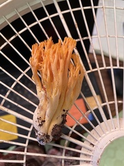 Ramaria cyaneigranosa